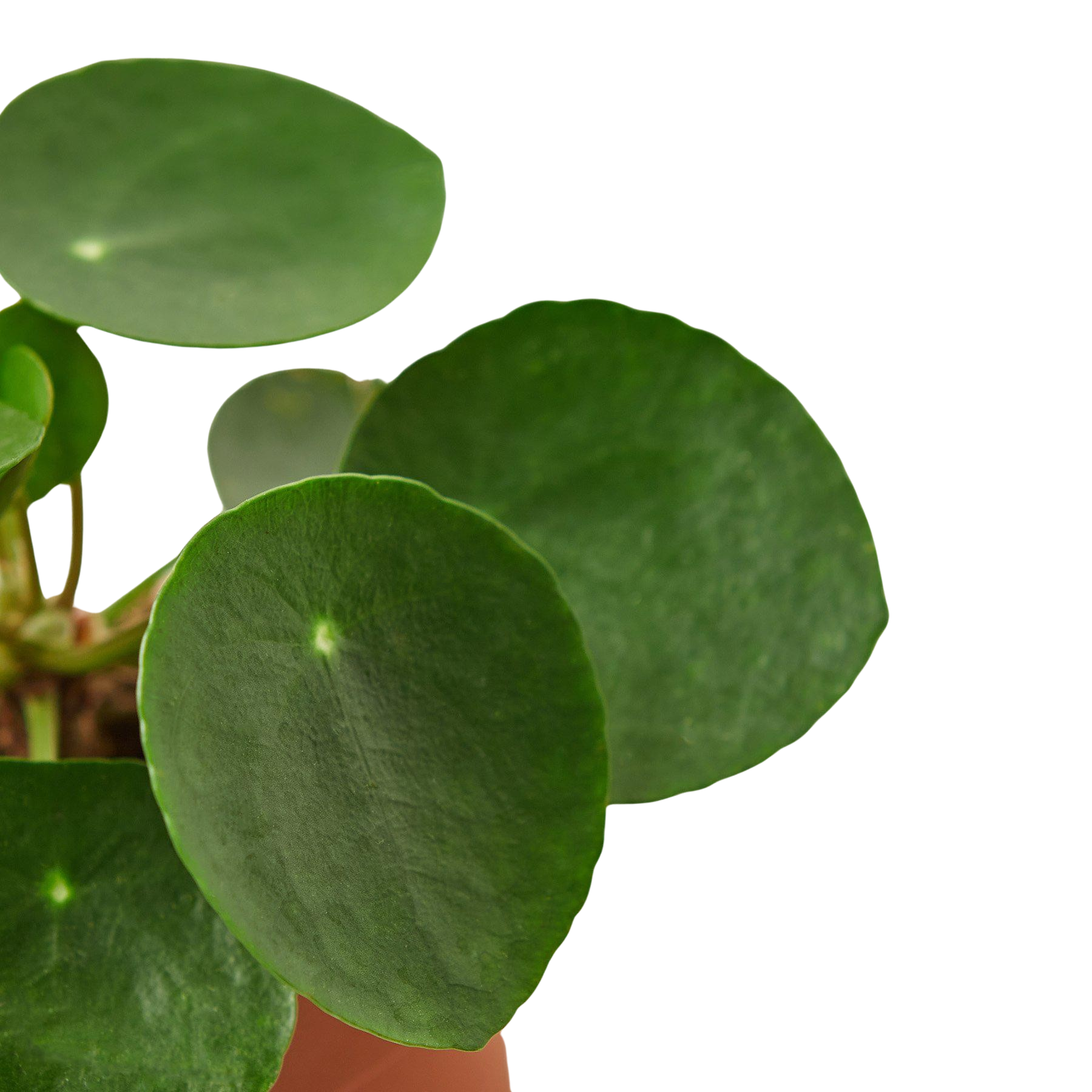 Pilea Peperomioides