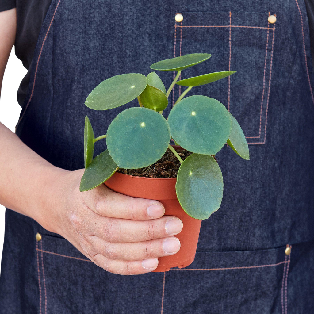 Pilea Peperomioides