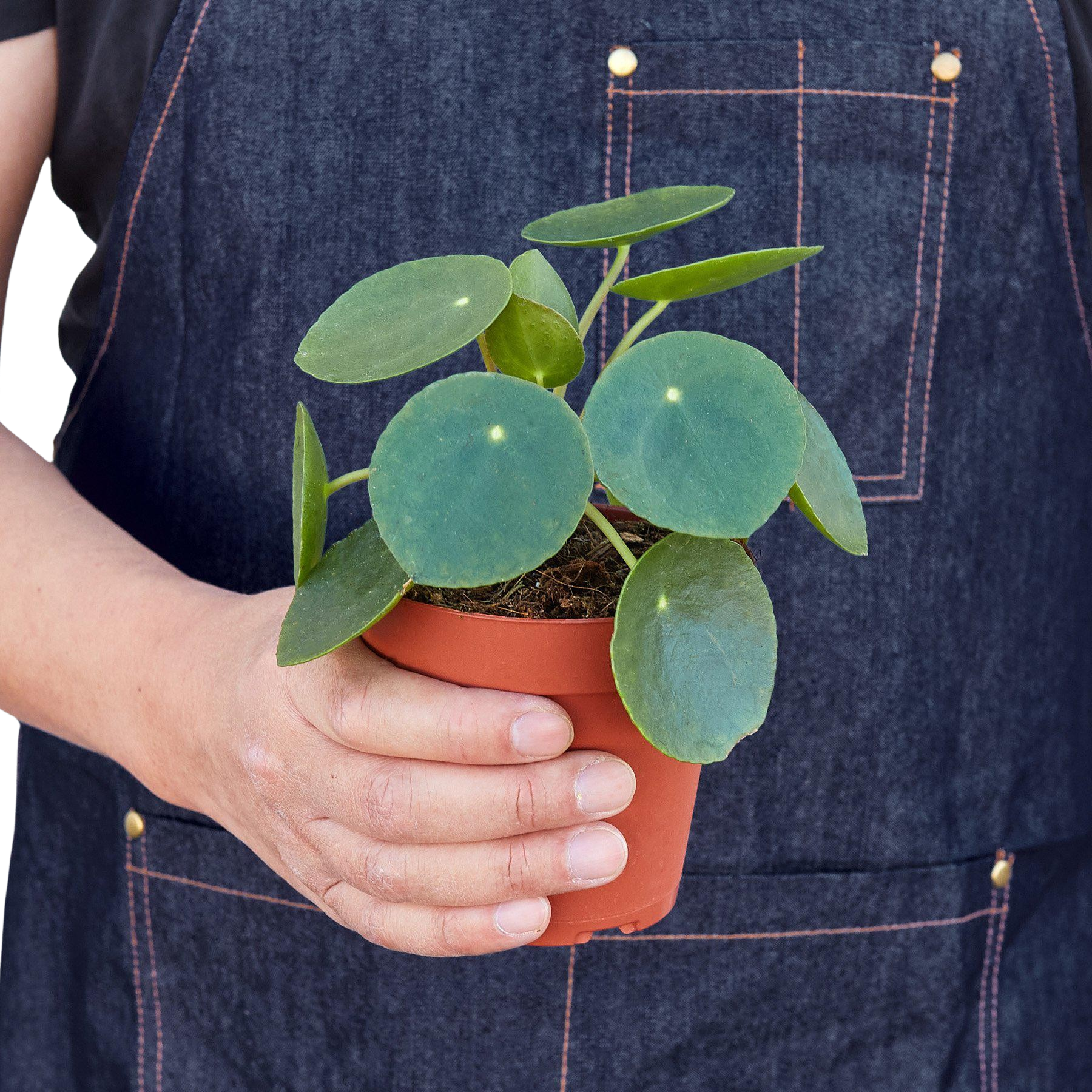 Pilea Peperomioides