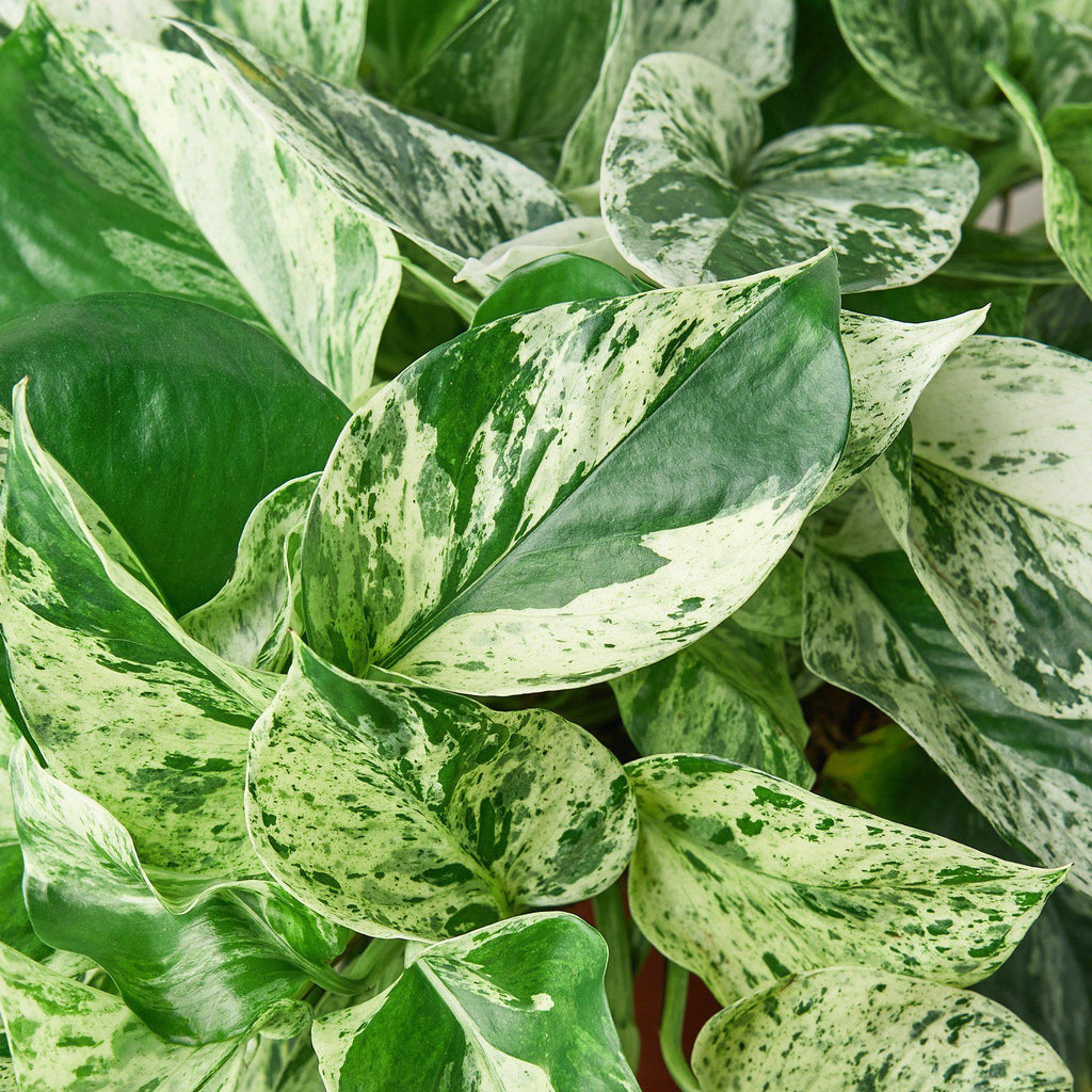 Close-up of a variegated green and white pothos plant