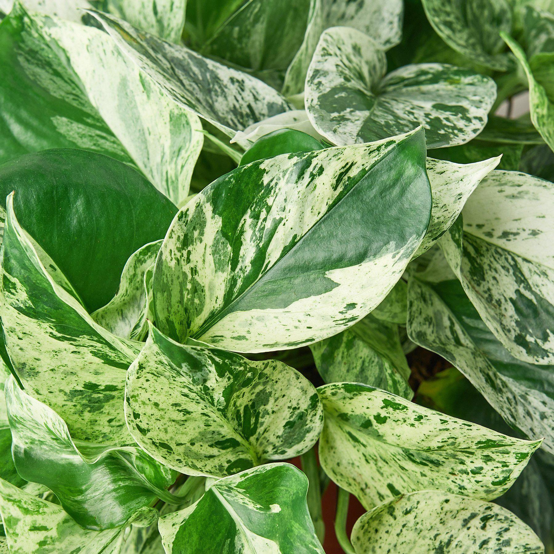 Close-up of a variegated green and white pothos plant