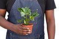 Schefflera Variegated