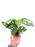 Monstera Adansonii 'Swiss Cheese'