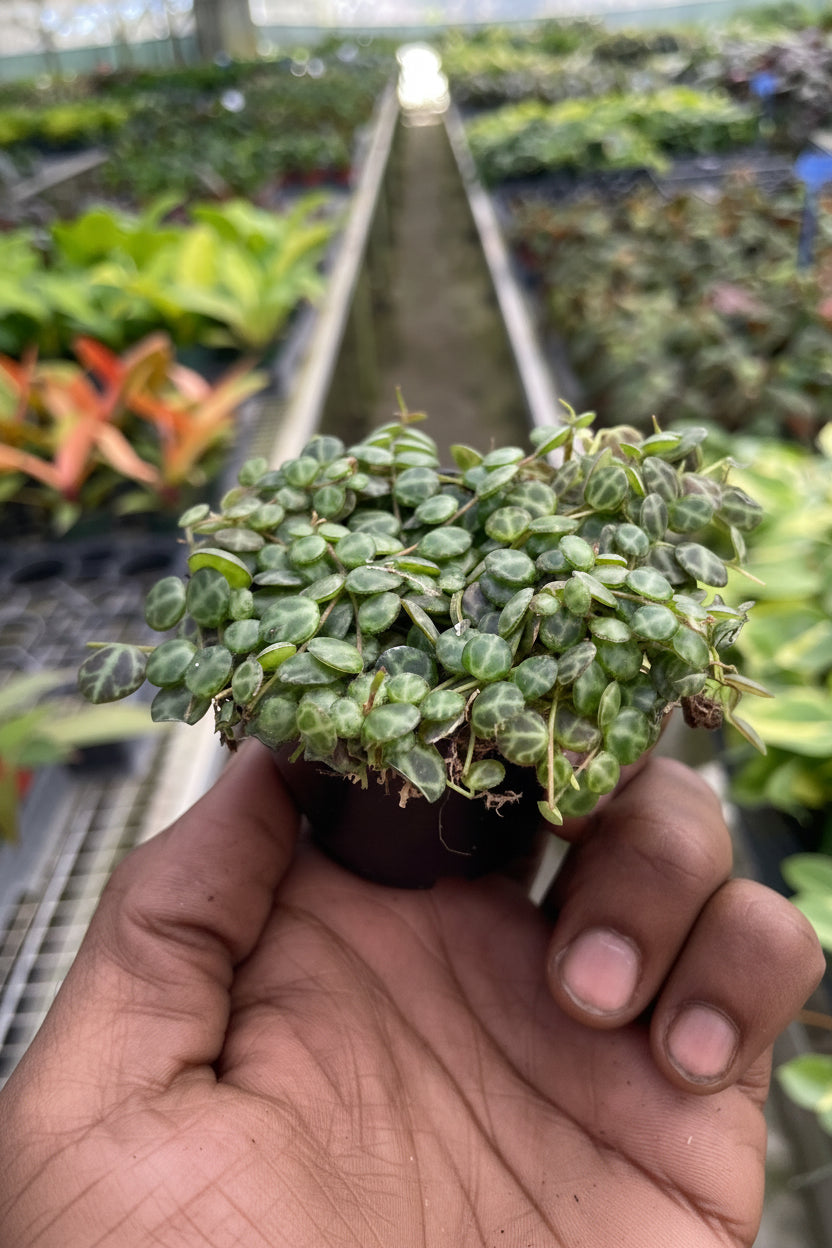Peperomia Prostrata 'String of Turtles'