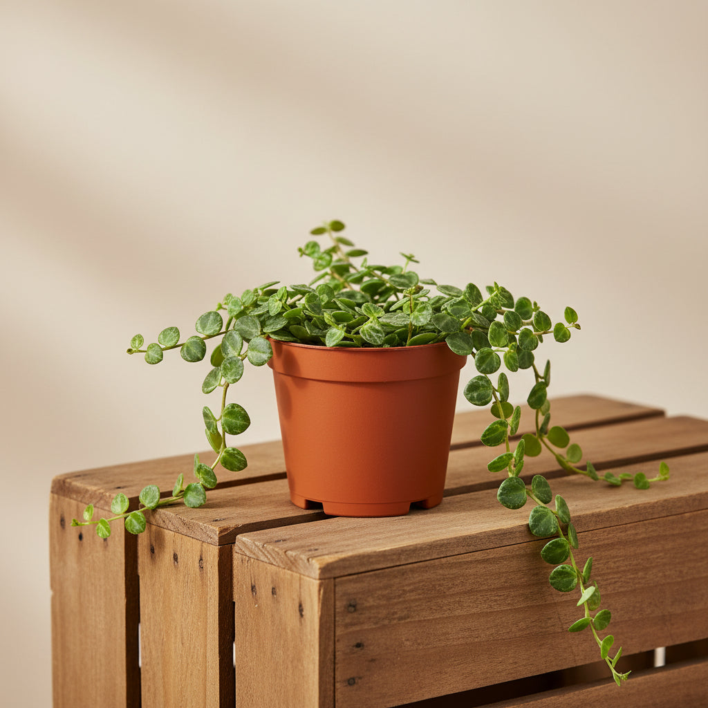 Potted plant with green leaves in a terracotta pot on a white background