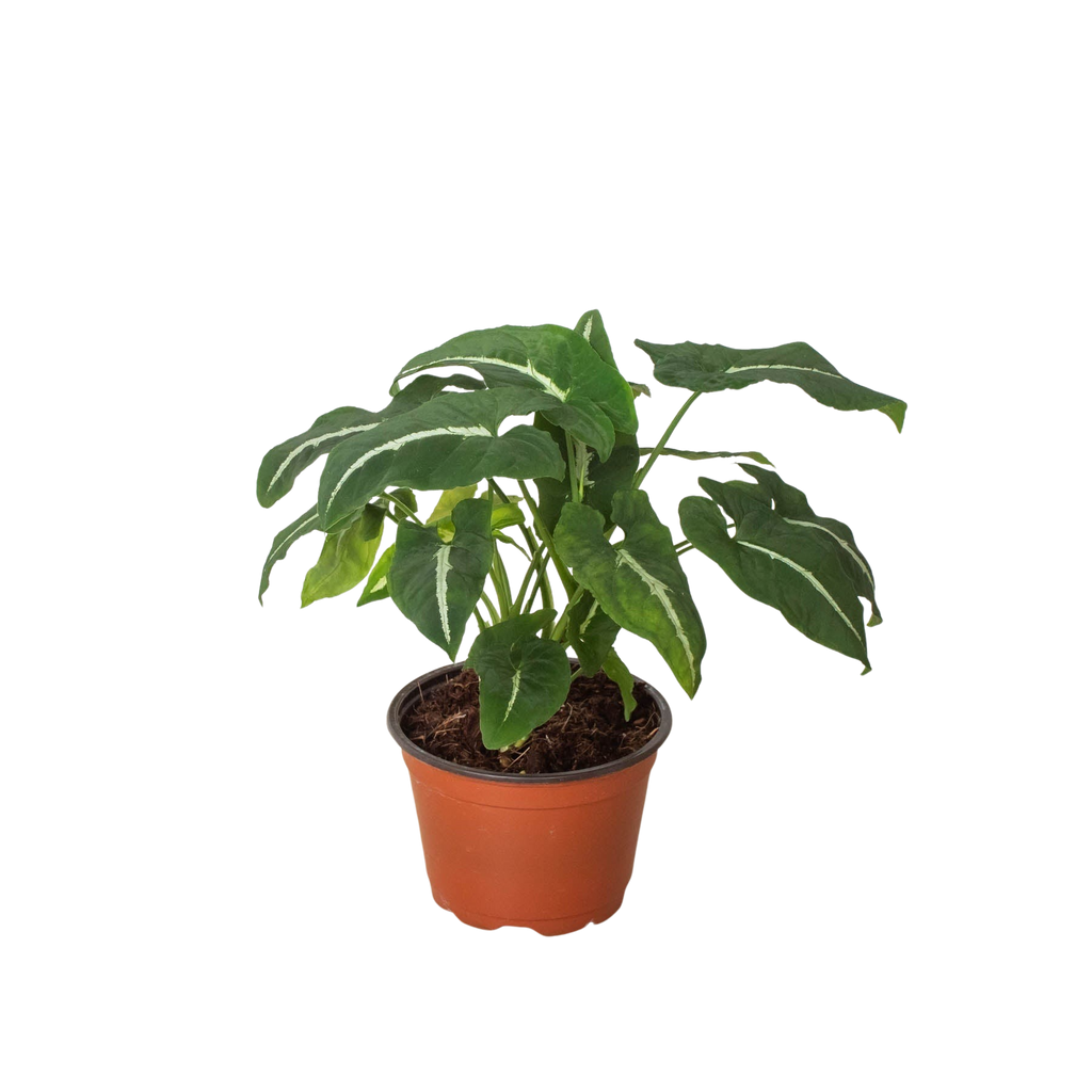 Syngonium wendlanii 'Black Velvet'