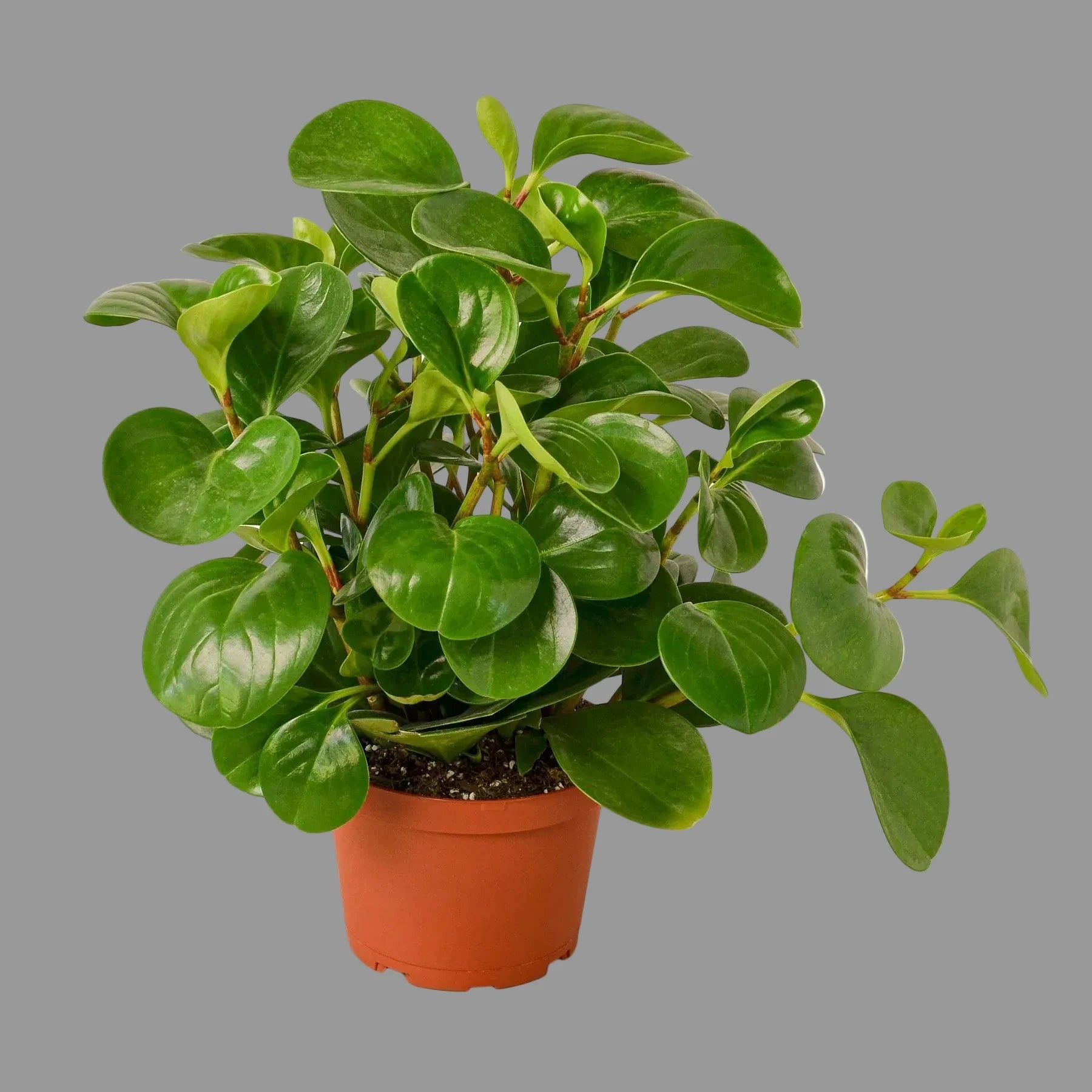 Peperomia Thailand