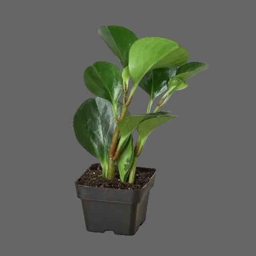 Peperomia Thailand