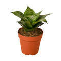 Snake Plant Black Robusta - 4"