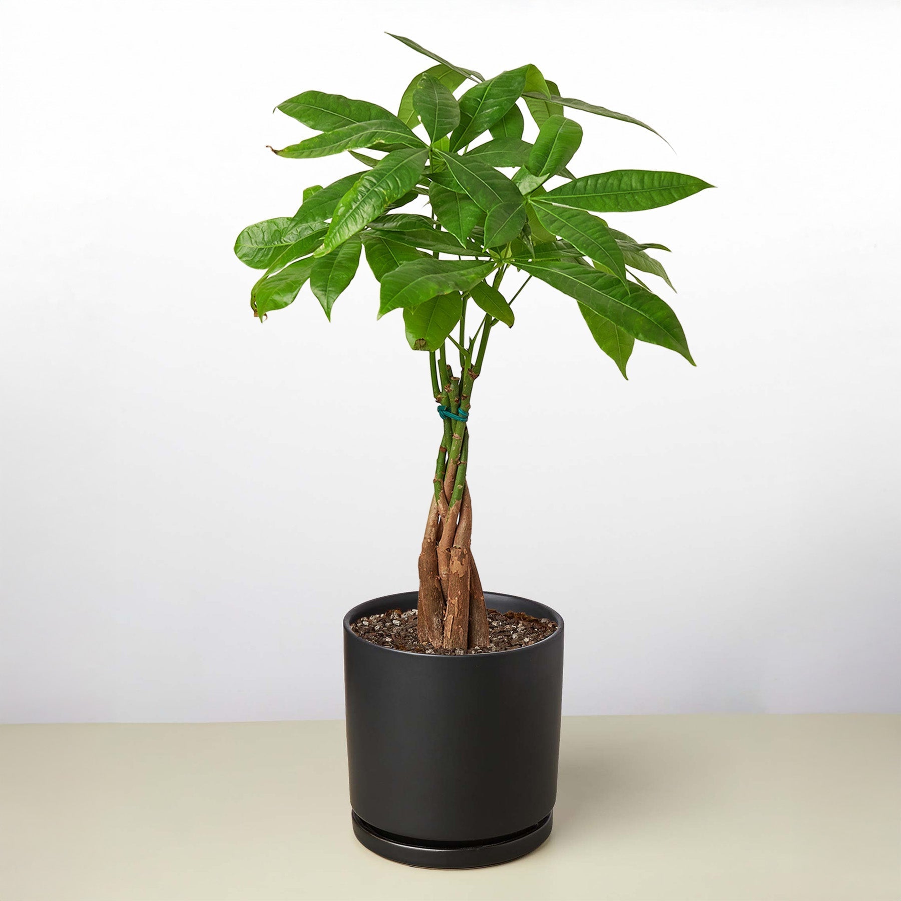 Money Tree