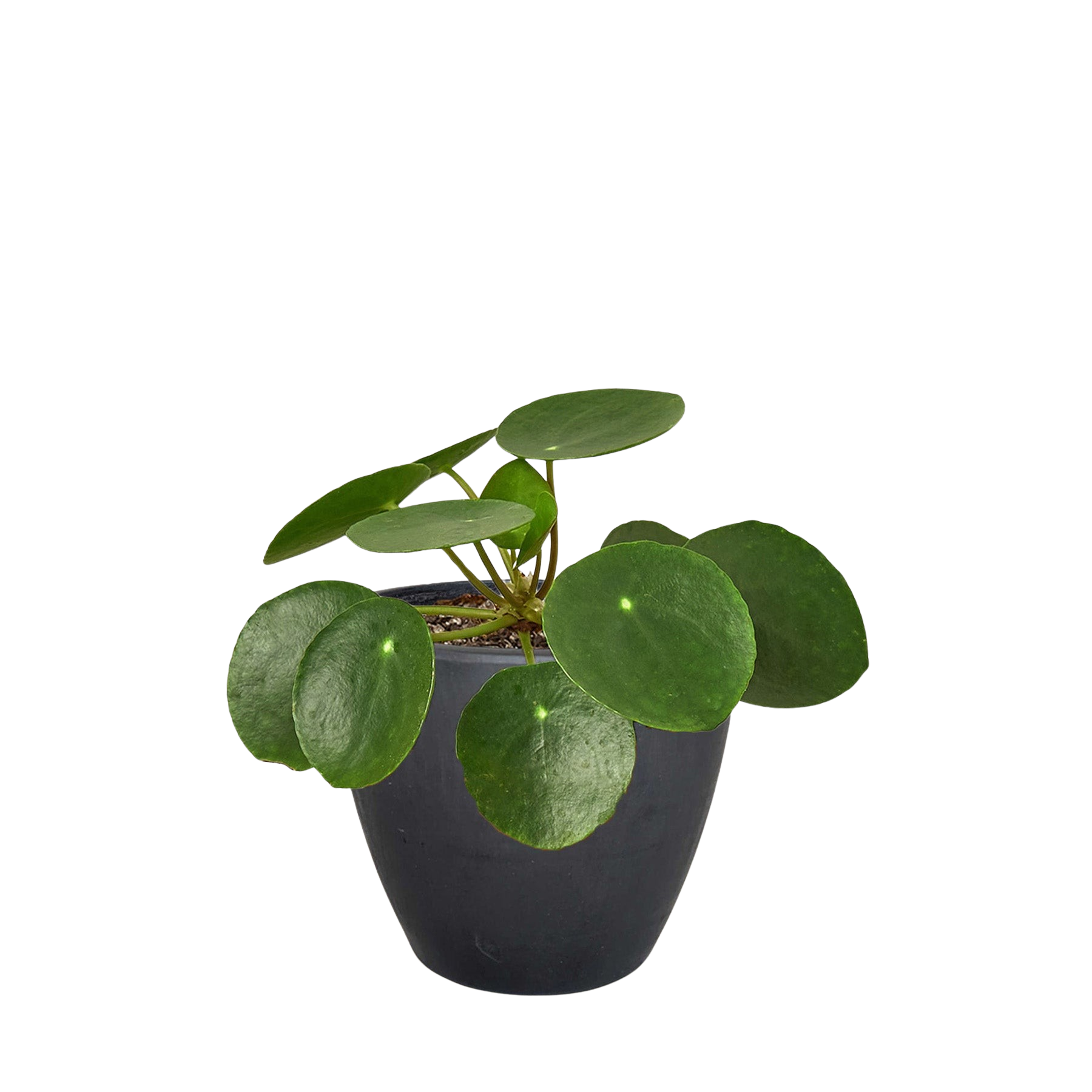 Pilea Peperomioides