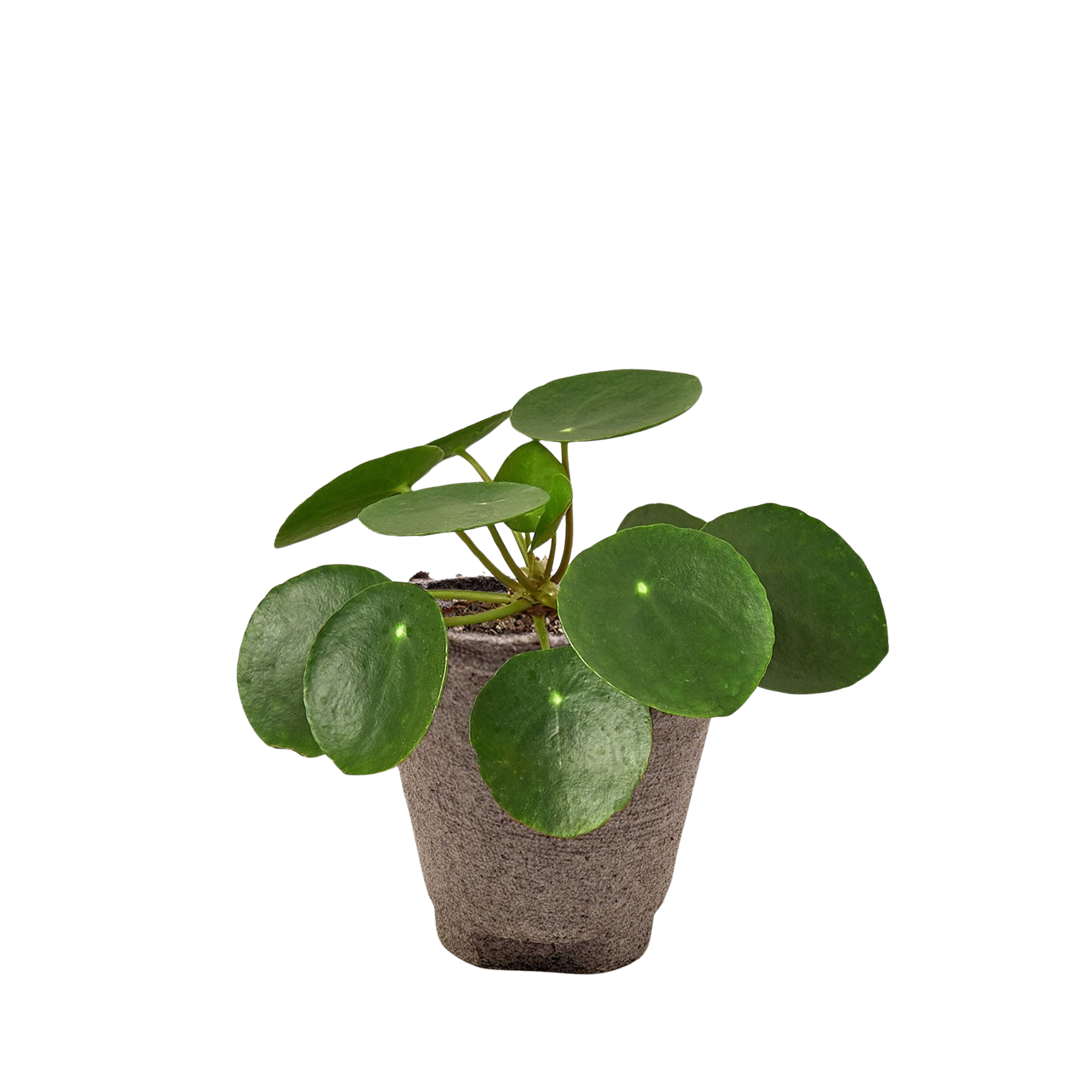Pilea Peperomioides