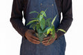 Pothos 'Cebu Blue'