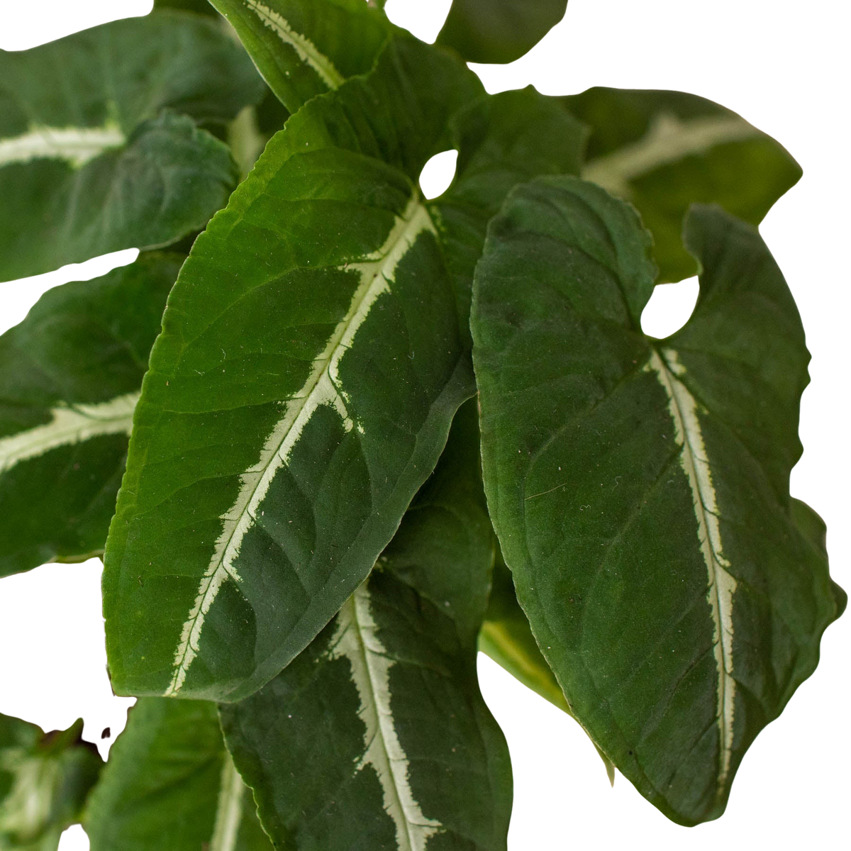 Syngonium wendlanii 'Black Velvet'