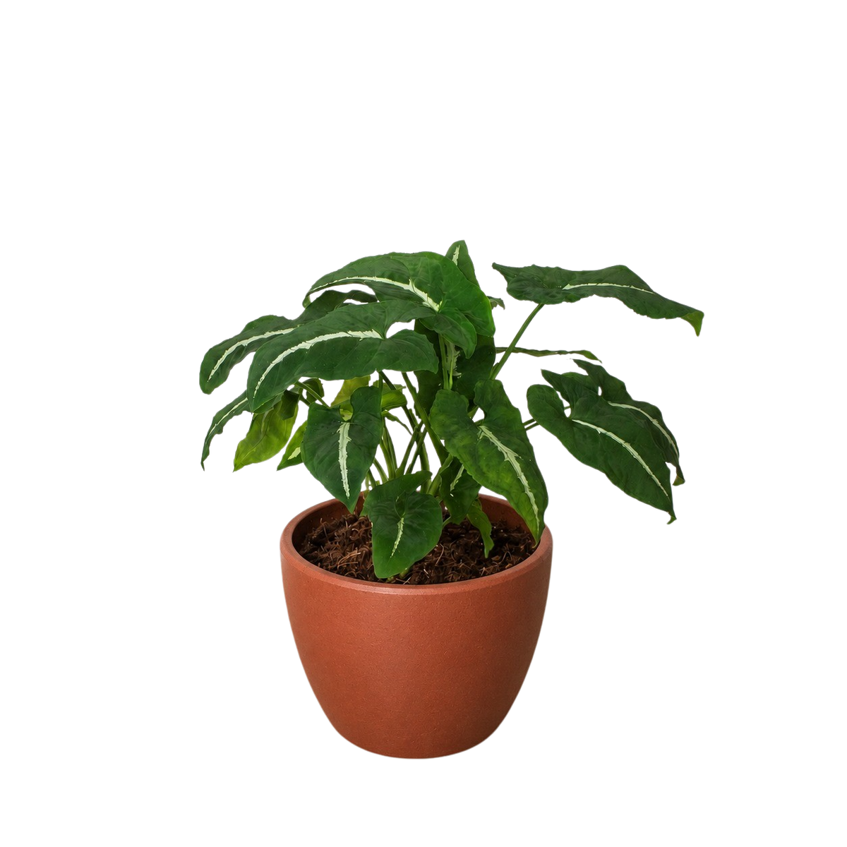 Syngonium wendlanii 'Black Velvet'
