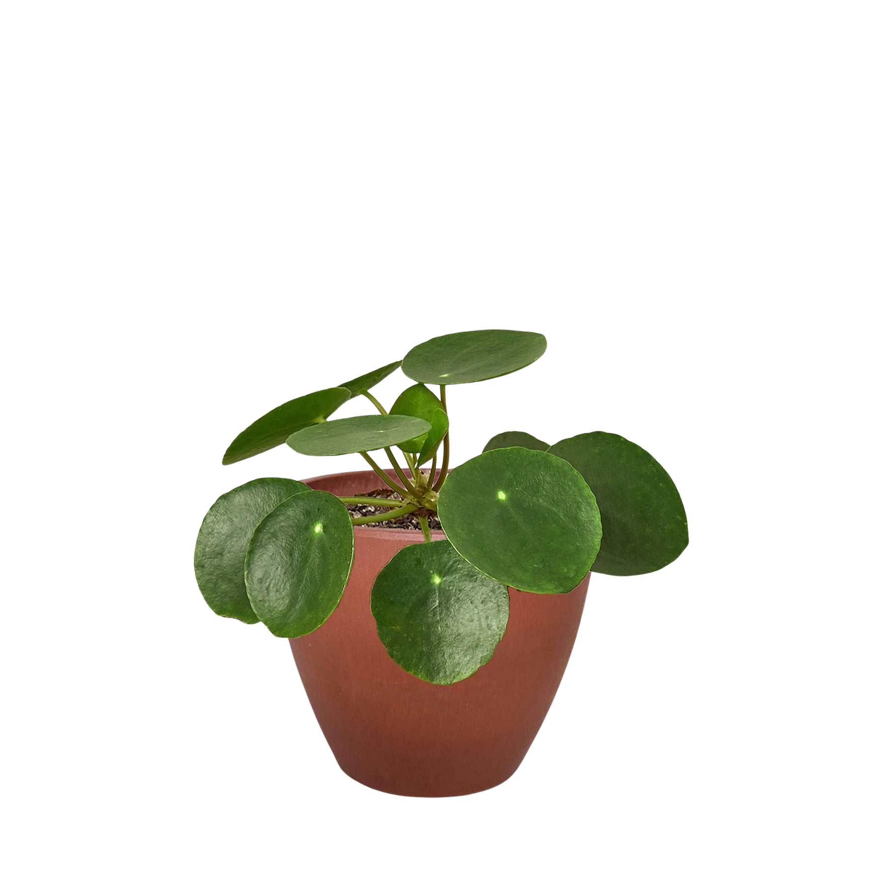 Pilea Peperomioides