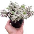 Tradescantia Callisia 'Pink Panther'