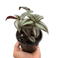 Tradescantia Zebrina 'Wandering Jawn'