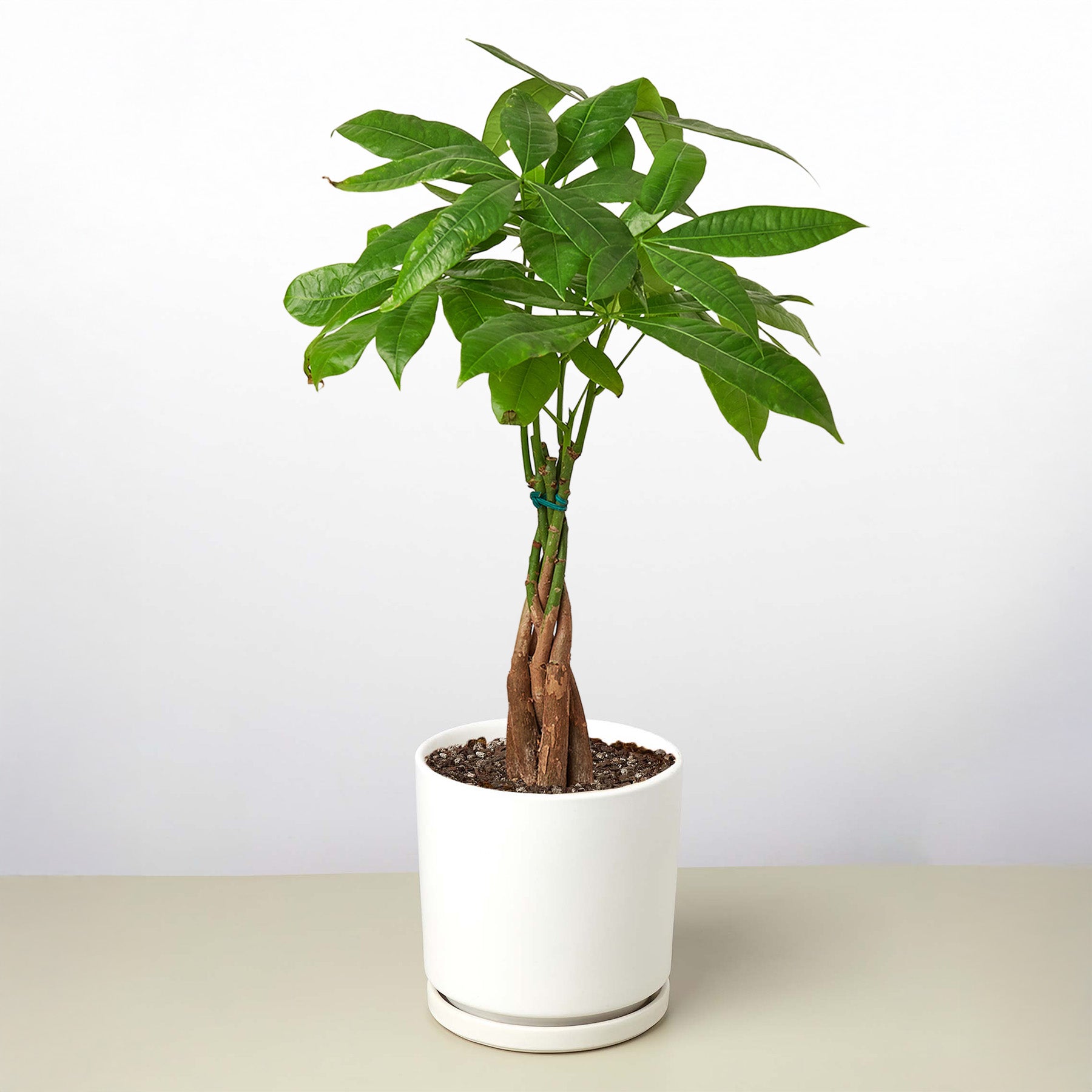 Money Tree