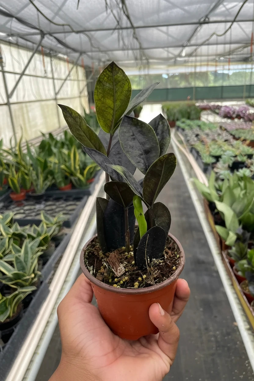 ZZ Zamioculcas 'Black Queen'