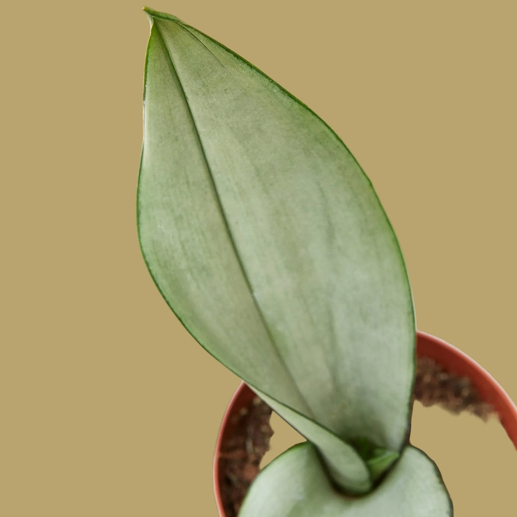 Snake Plant 'Moonshine'