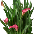 Calla Lily