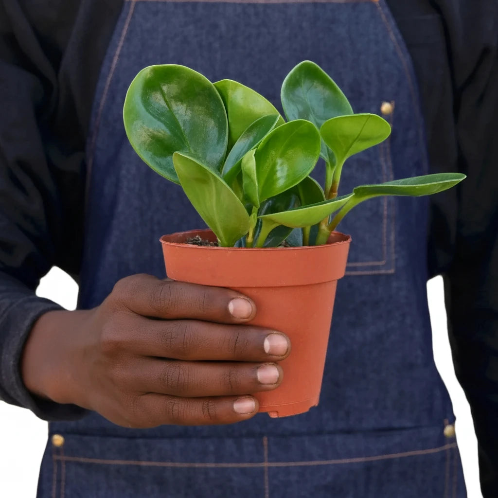 Peperomia Thailand