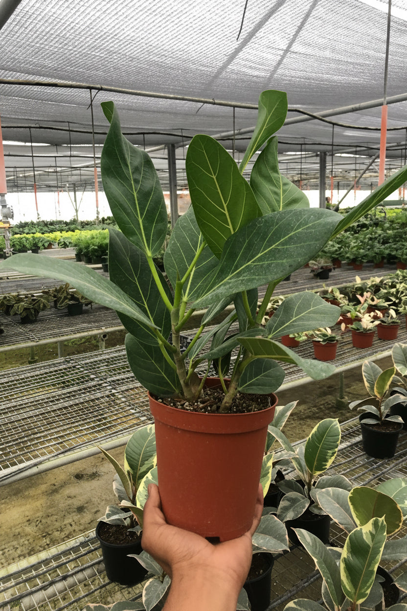 Ficus 'Audrey'