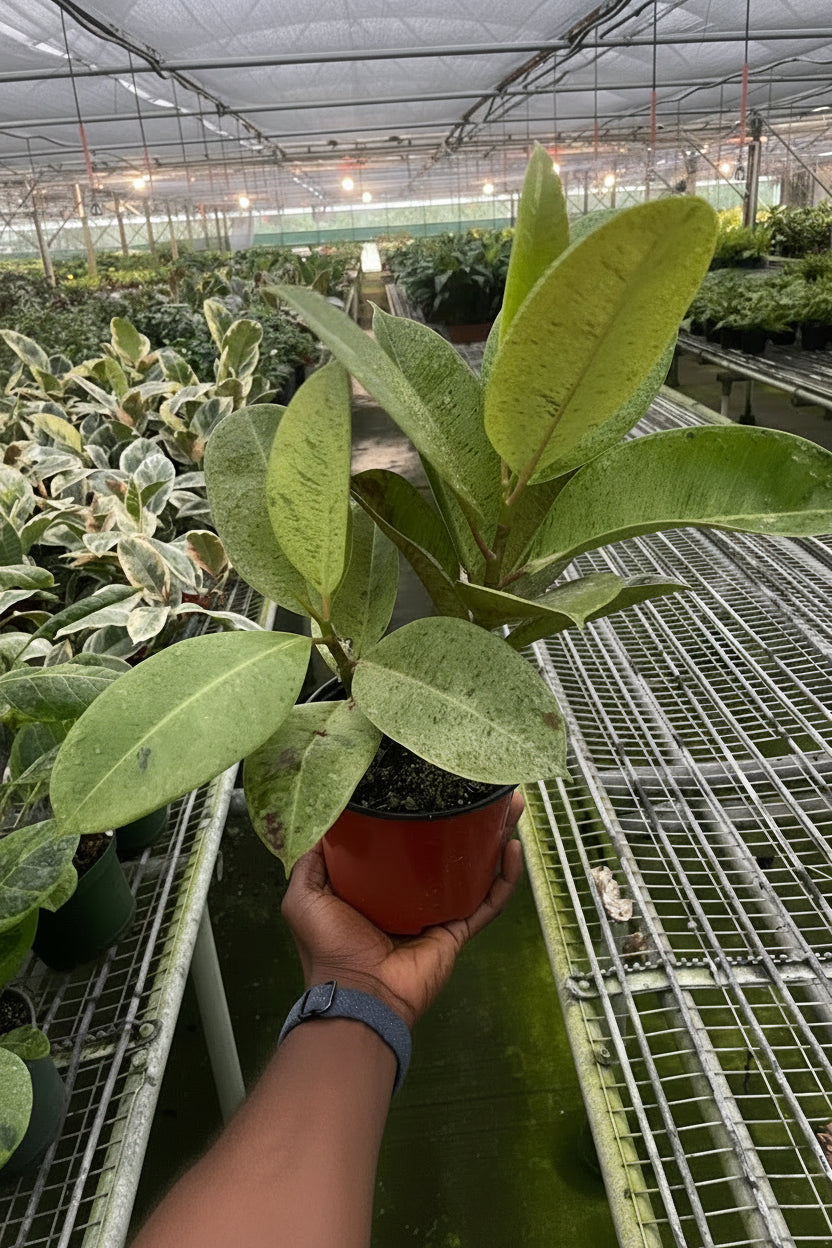 Ficus 'shivereana' (Moonshine)