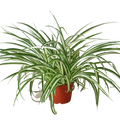 Spider Plant Reverse - 6" Pot - NURSERY POT ONLY