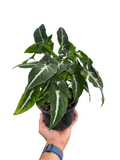 Syngonium wendlanii 'Black Velvet'