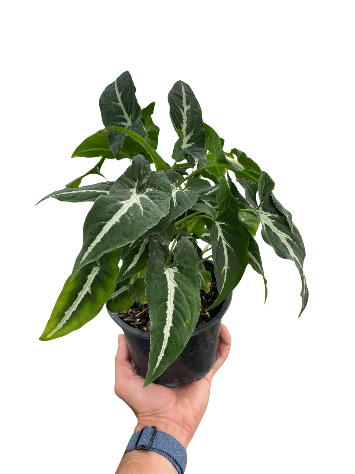 Syngonium wendlanii 'Black Velvet'