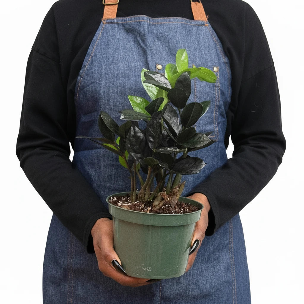 ZZ Zamioculcas 'Black Queen'