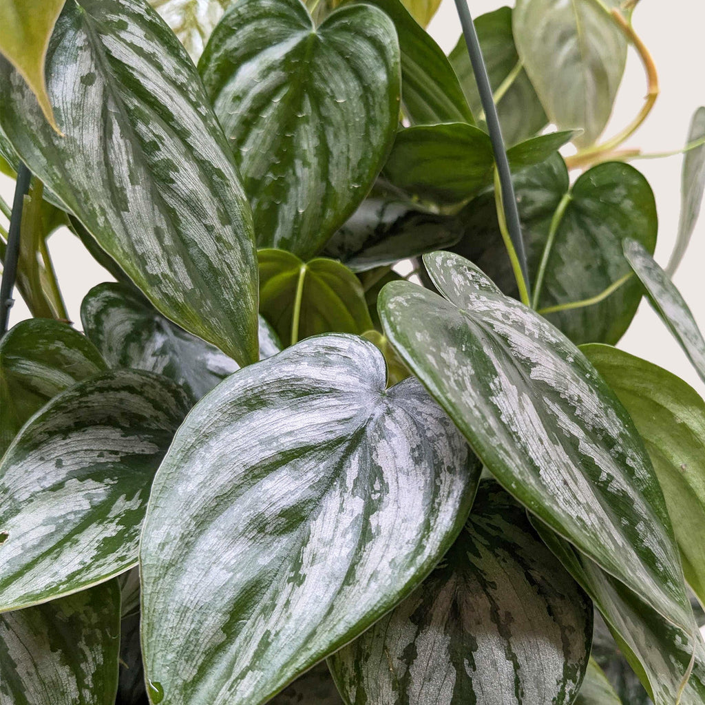Philodendron 'Brandi'
