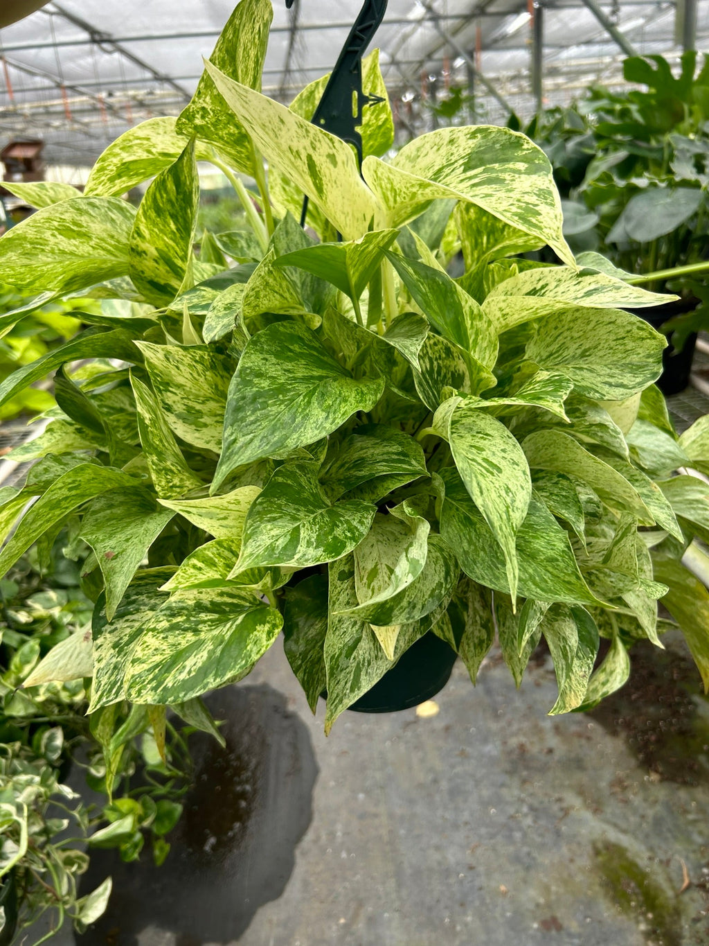 Hanging basket with green and yellow leaves in a greenhouse setting