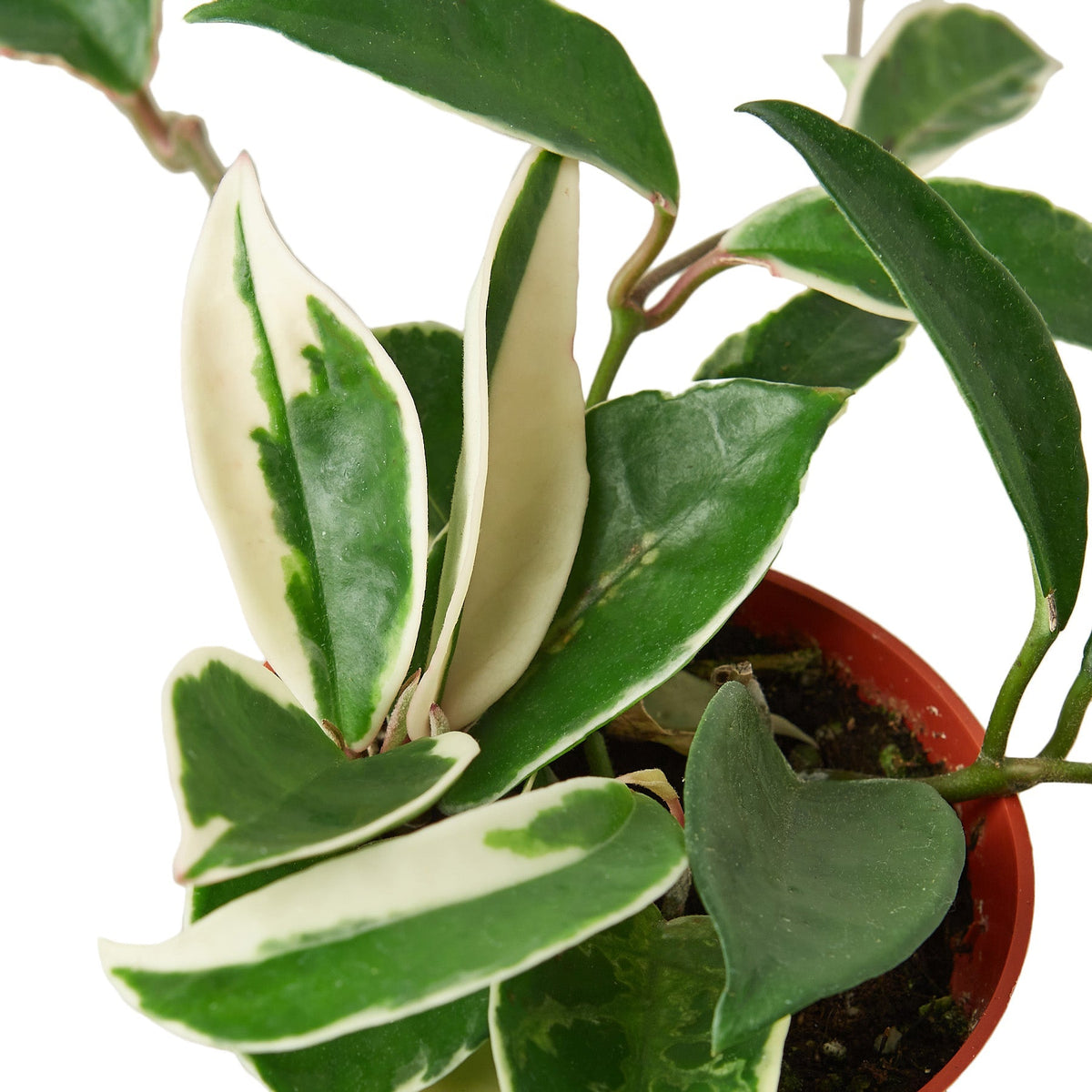 Hoya Carnosa Tricolor