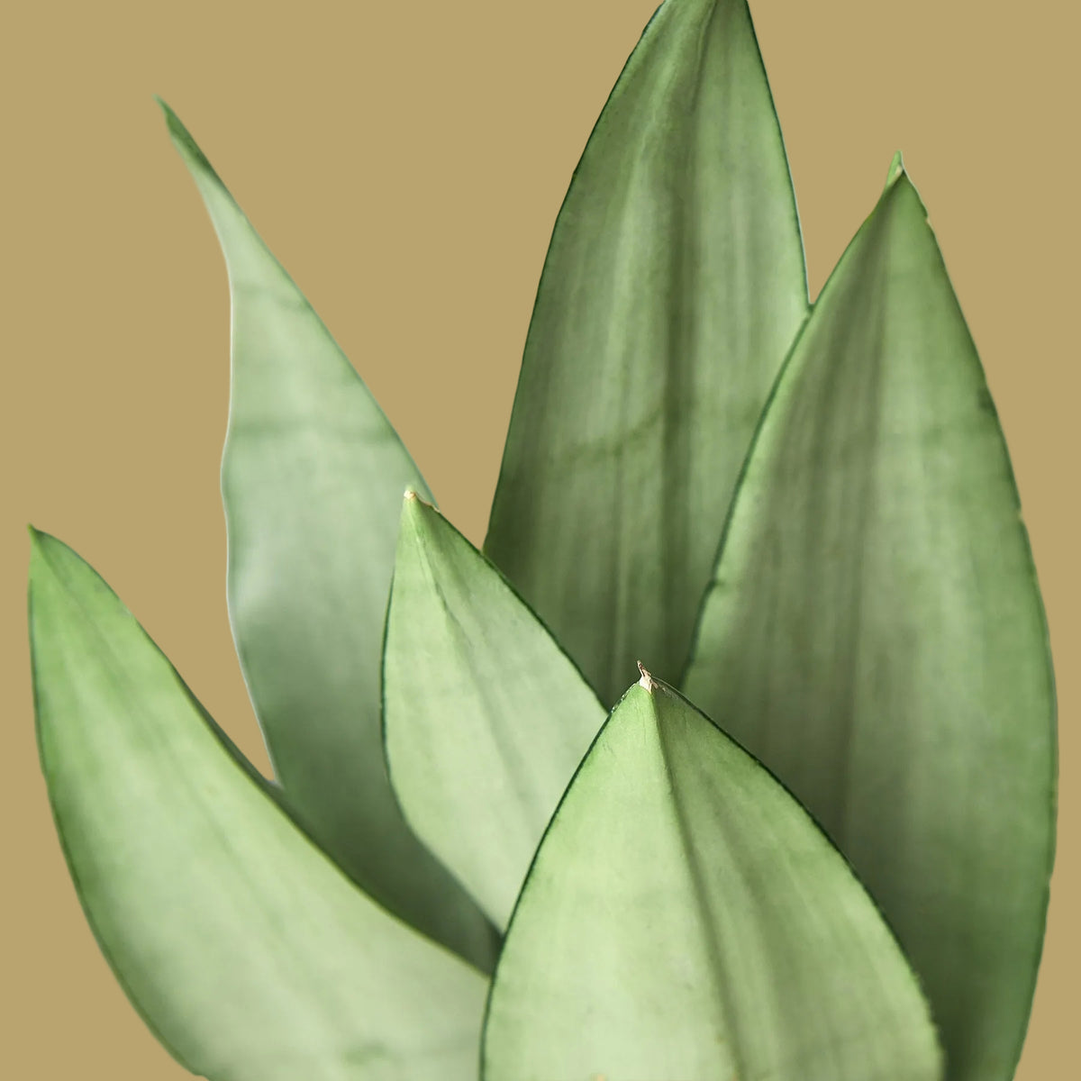 Snake Plant 'Moonshine'
