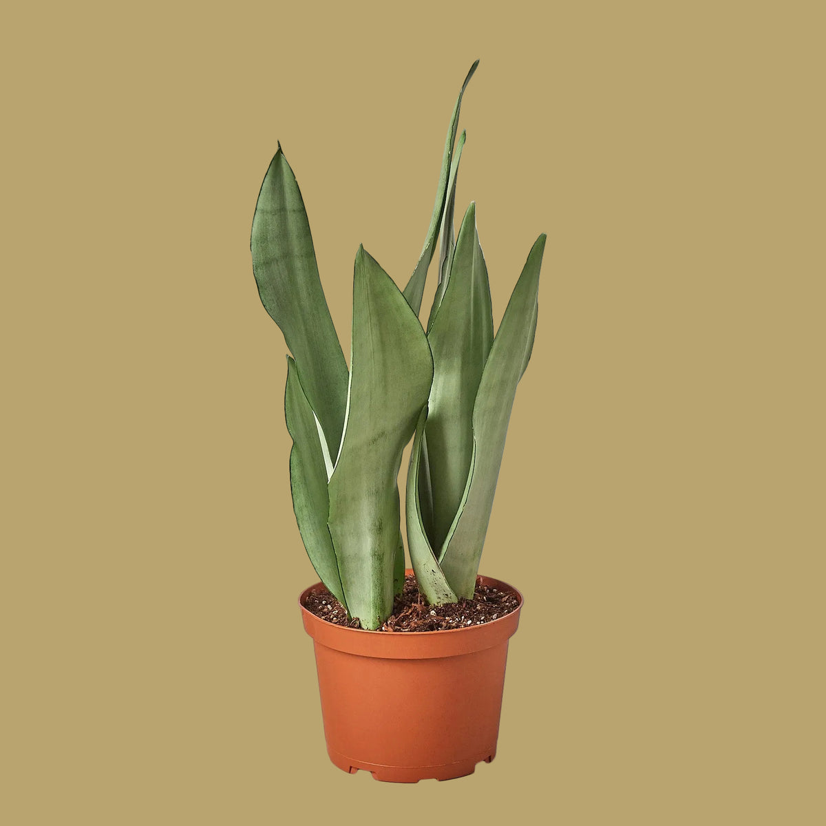 Snake Plant 'Moonshine'