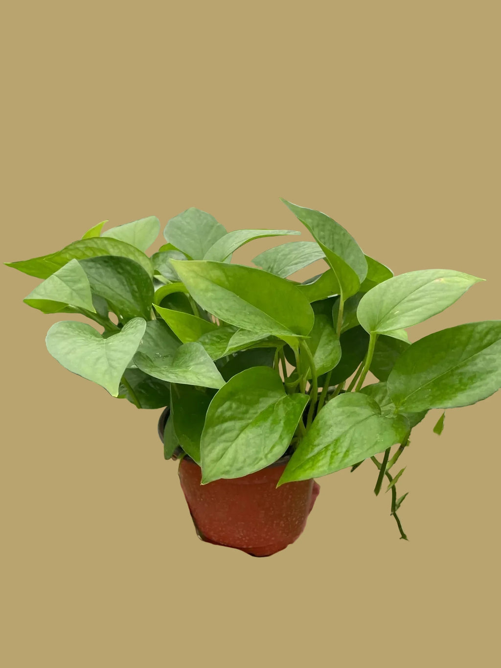 Pothos 'Green Queen'