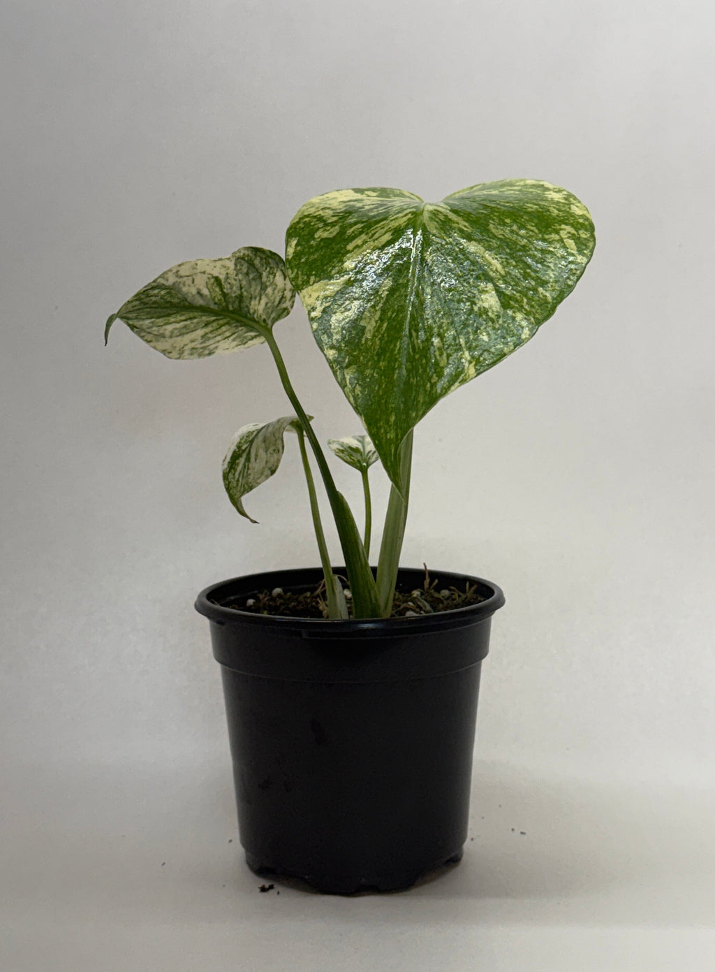 Monstera Mint