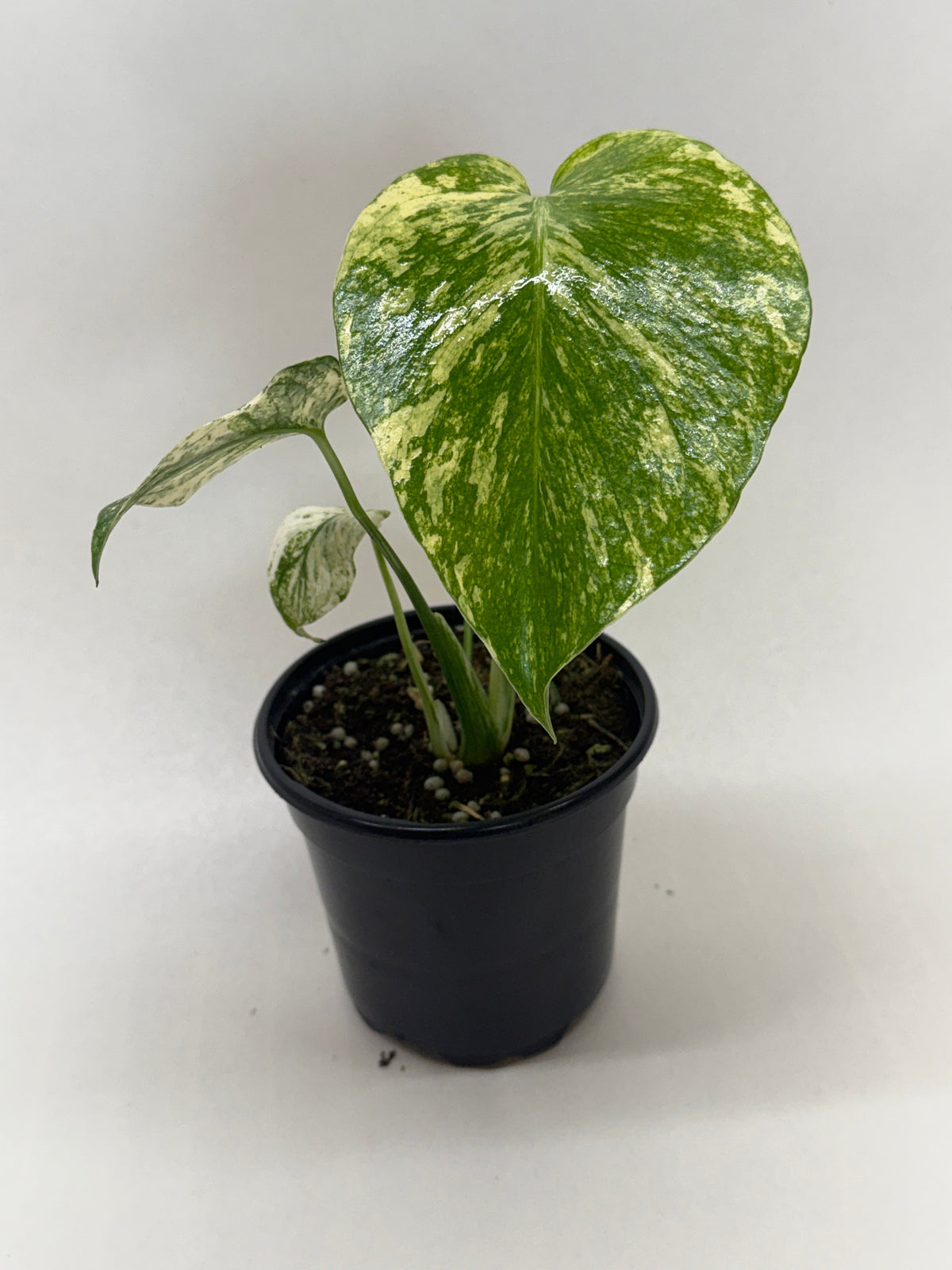 Monstera Mint