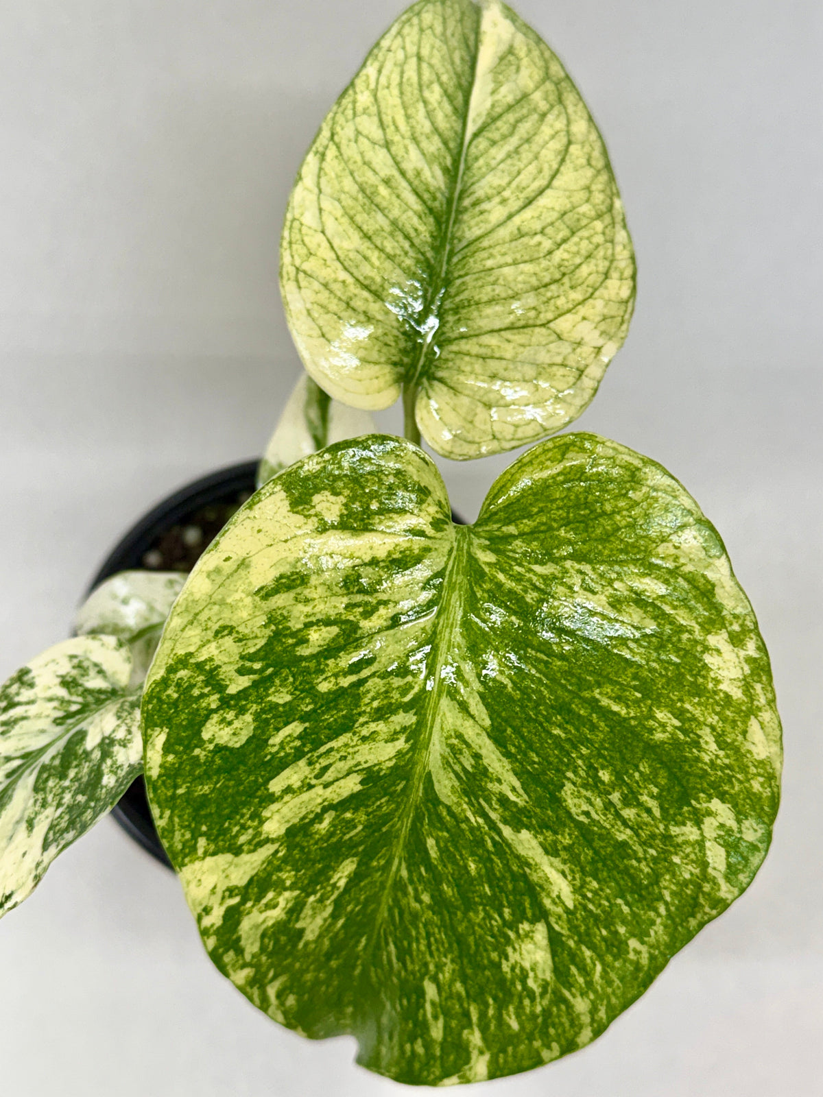 Monstera Mint