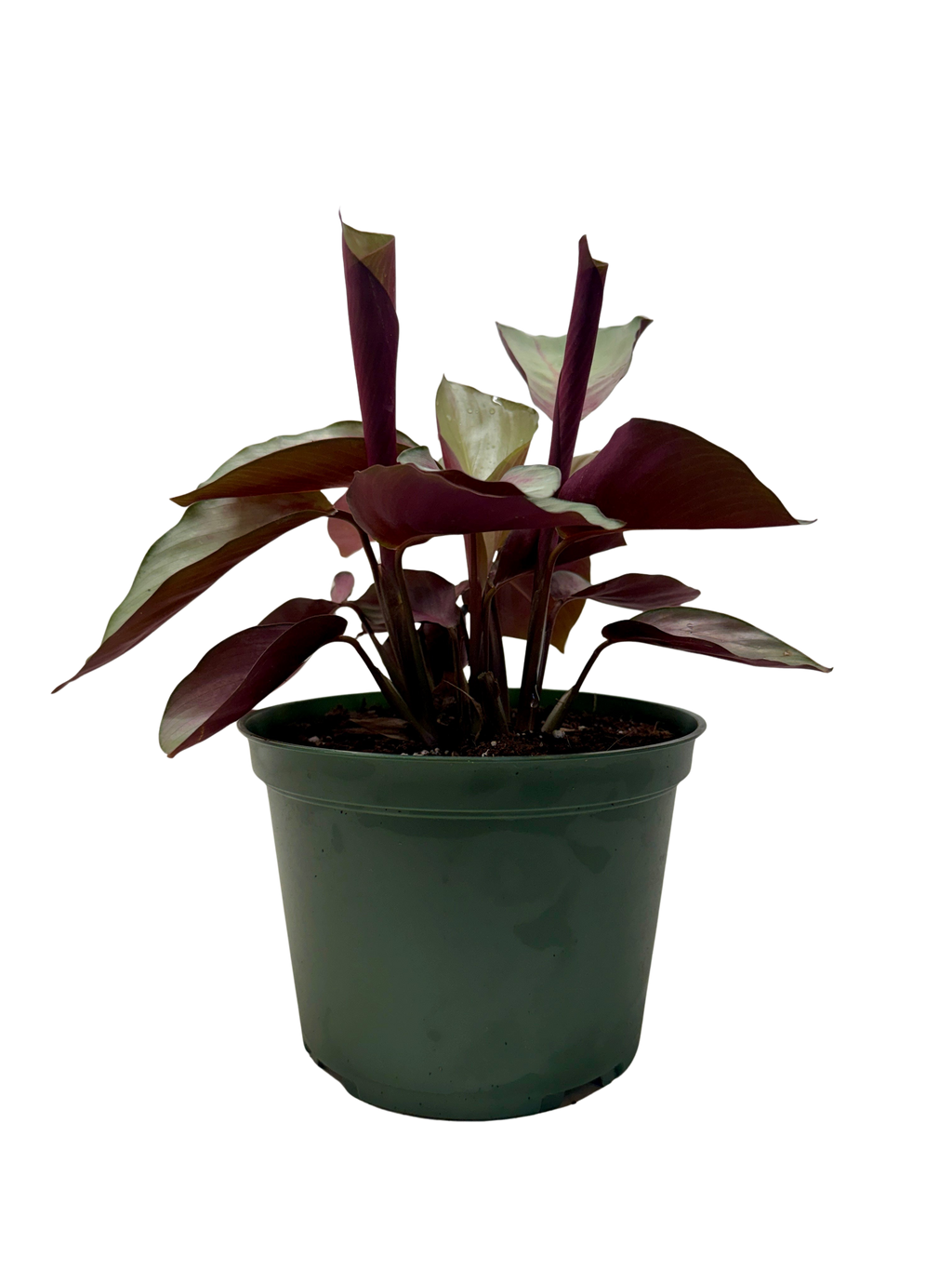 Calathea Silver Plate