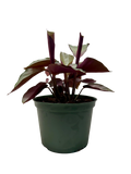 Calathea Silver Plate
