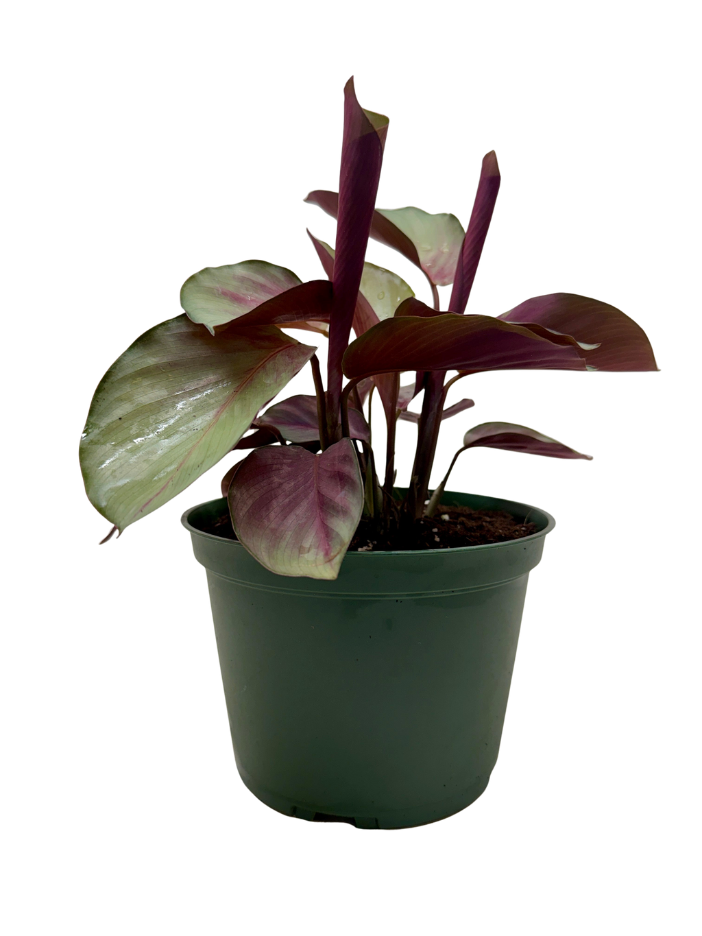 Calathea Silver Plate