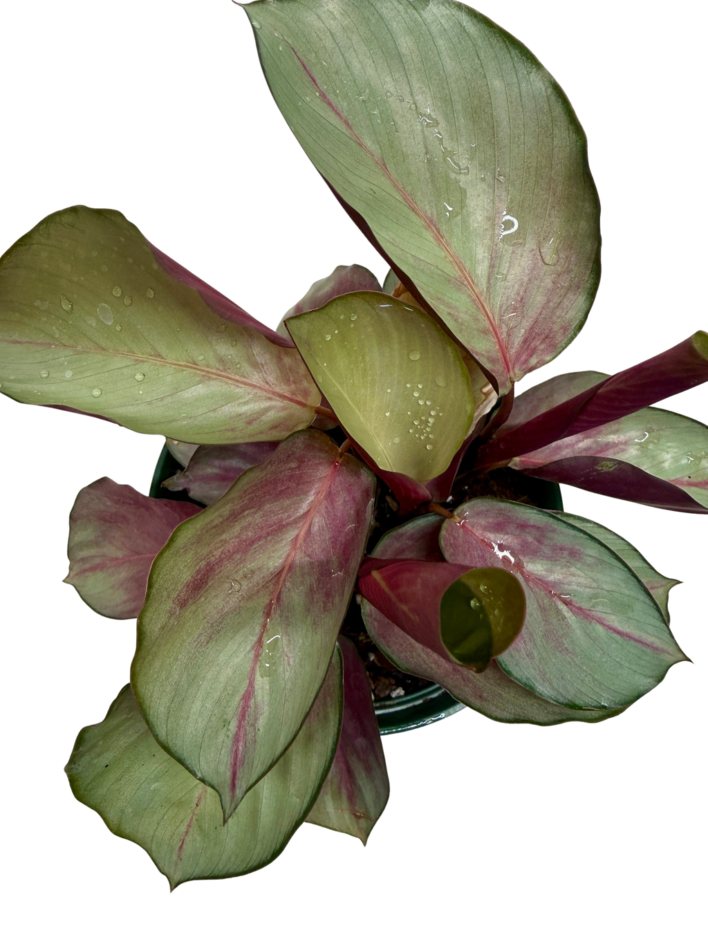 Calathea Silver Plate