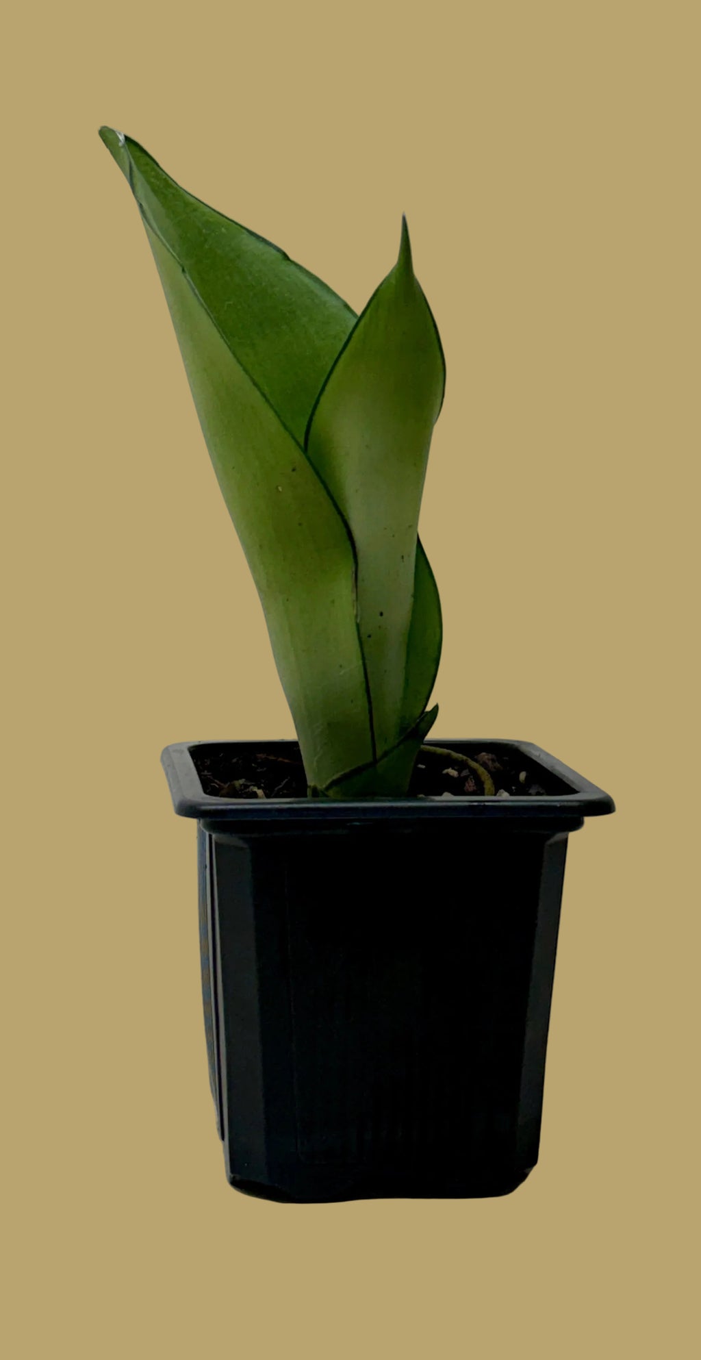 Snake Plant 'Moonshine'