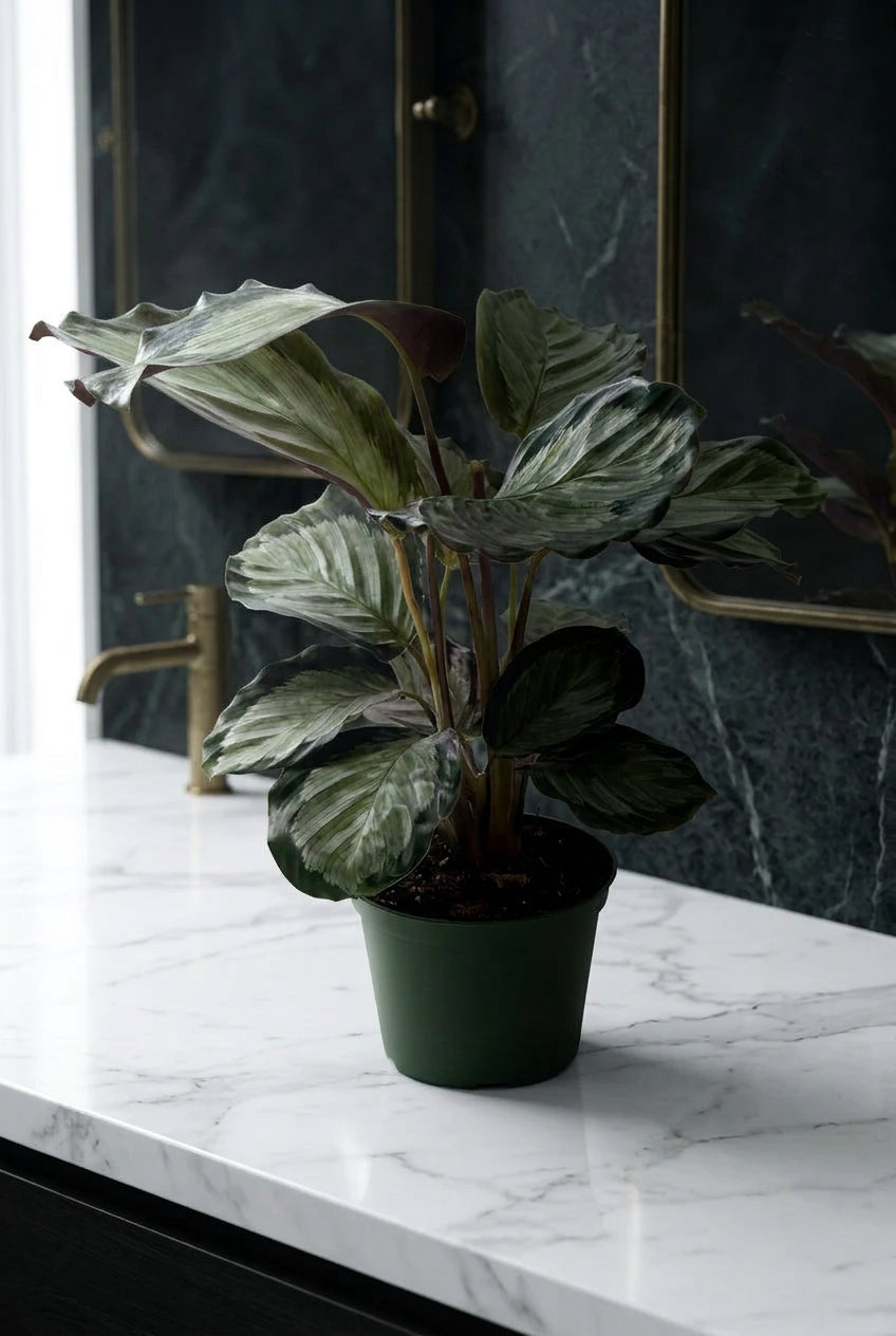 Calathea 'Northern Lights'