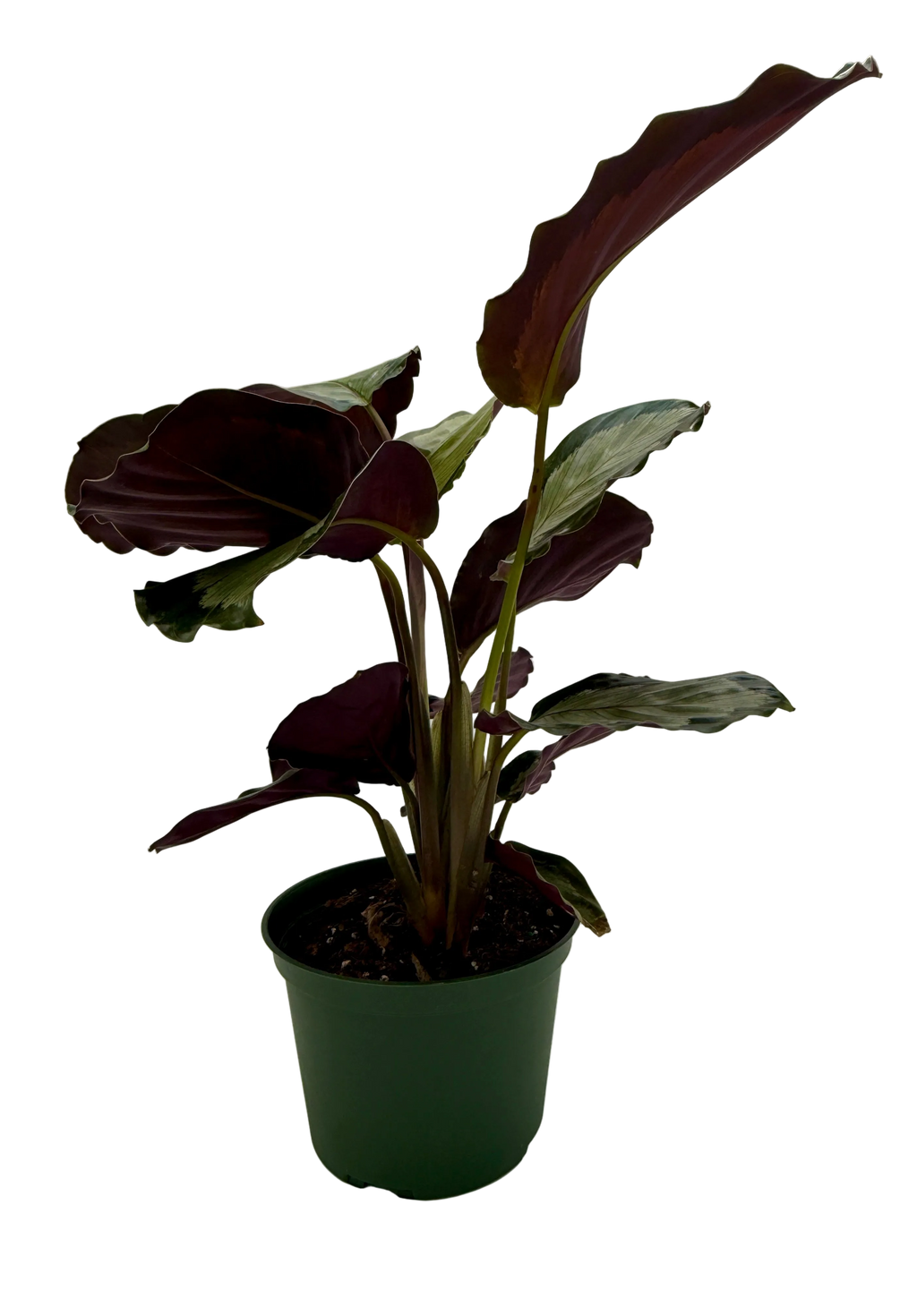 Calathea 'Northern Lights'