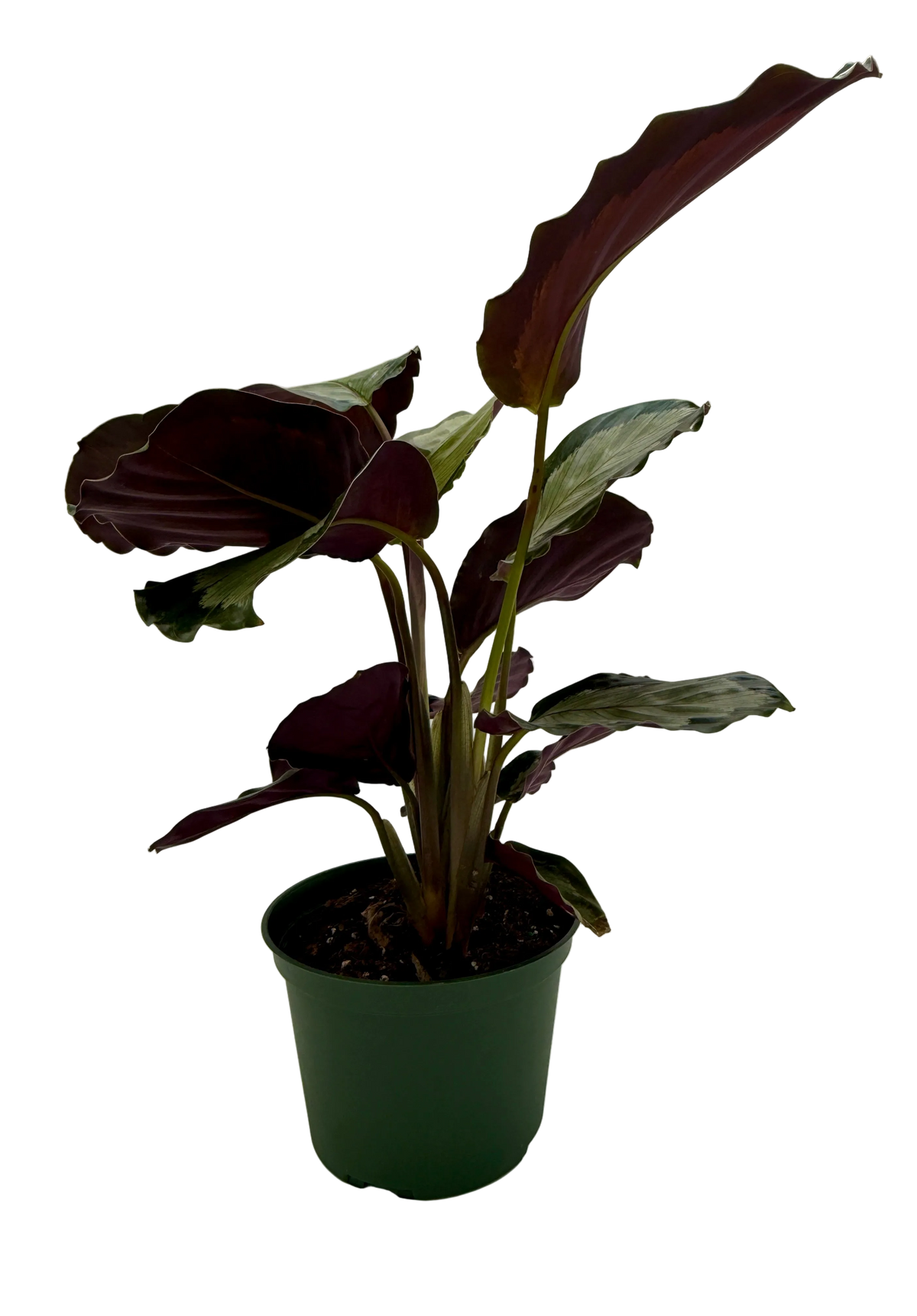Calathea 'Northern Lights'